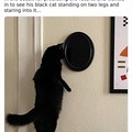 occult cat.jpg