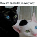 opposites.jpg