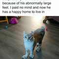 paws.jpg