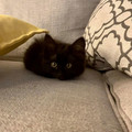 poof_kitten.jpg