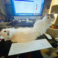 pretty_puffy_cat.jpg