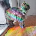 prism_cat.jpg