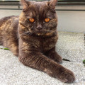 sauron_cat.jpg