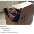 schrodinger_s_head.png