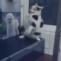 sillycat.mp4