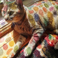 spotted_cat.jpg