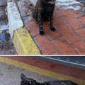 spotted_cat_2.jpg