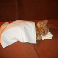 sweet-dreams.jpg