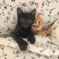 tucked-kittens-photos-6757000fc1129__605.jpg