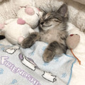 tucked-kittens-photos-675702565dfaa__605.jpg