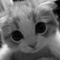 tumblr_lt2tzf3As01qjri7so1_500.jpg