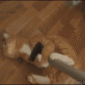tumblr_m4rz1h2Lw21qdlh1io1_400.gif