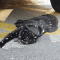 vitiligo 2.webp
