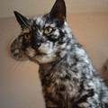 vitiligo.jpg