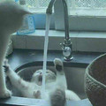 watered cat.jpg