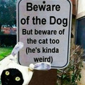 weird cat.jpg