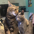 wholesome-cat-posts-196-5d38590bb3054_700.jpg