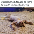 wholesome-cat-posts-229-5d395d21b0d83_700.jpg