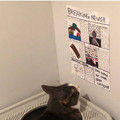 wholesome-cat-posts-253-5d3ac37a304e9_700.jpg
