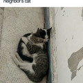 wholesome-cat-posts-95-5d31d02f425dc_700.jpg