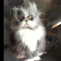 wild cat.mp4
