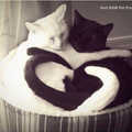 ying-yang-kitty.jpg