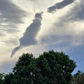 dog.jpg