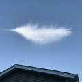feather 2.jpg