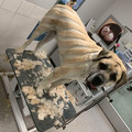 67221d7b8b3bb_i-had-a-little-too-much-fun-with-titus-pre-shave.jpg