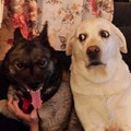 67b5b1c3c0355_funny-animals-goblin-mode.jpg