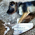 681d968a7e9d3_cute-wholesome-animal-pics.jpg
