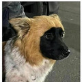 bear costume dog.jpg