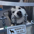 beware of the dog.jpg