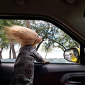 car dog.jpg