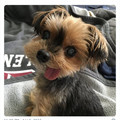cute_dog.jpg