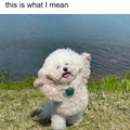 dawg.jpg