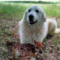 deer.jpg
