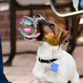 dog bubble.jpg