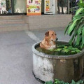 dog cooling down.jpg
