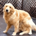 dog surprise.gif