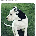 dog within a dog.jpg