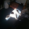 dog-who-loves-warmth-1_605.jpg