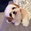 dog.jpg
