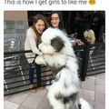 dog_2.jpg