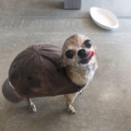 dog_hat_bug.png