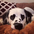 dog_heart_eyes.jpg