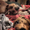 dog_illusion.jpg