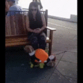 dog_pumpkin.gif