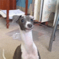 dog_with_long_neck.gif