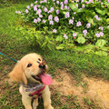 doge_butterfly.jpg